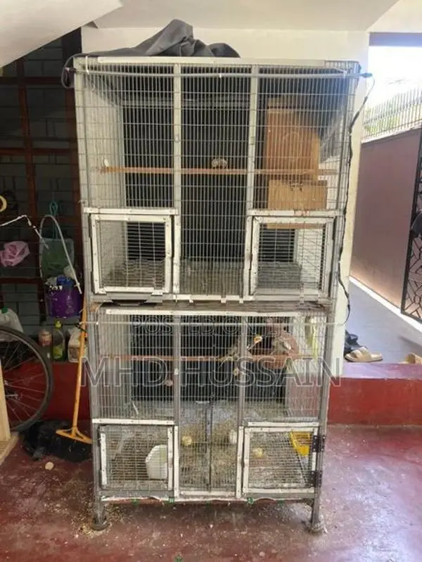 Cockatiel with Cage