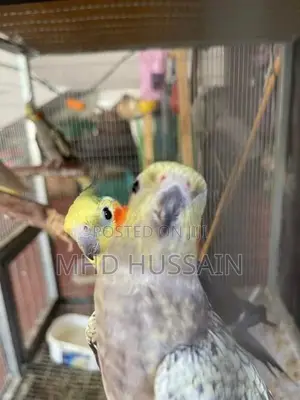 Cockatiel with Cage