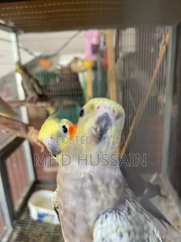 Cockatiel with Cage