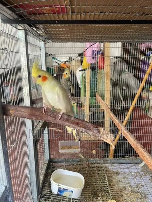 Cockatiel with Cage