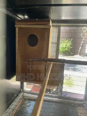 Cockatiel with Cage