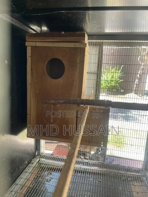 Cockatiel with Cage