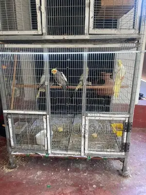 Cockatiel with Cage
