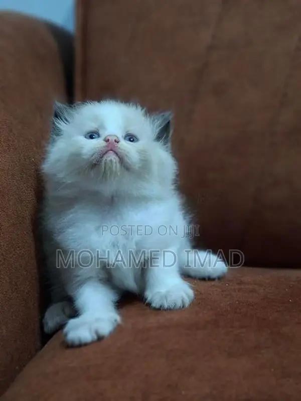 Persian Kittens