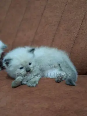 Persian Kittens