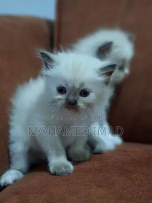 Persian Kittens
