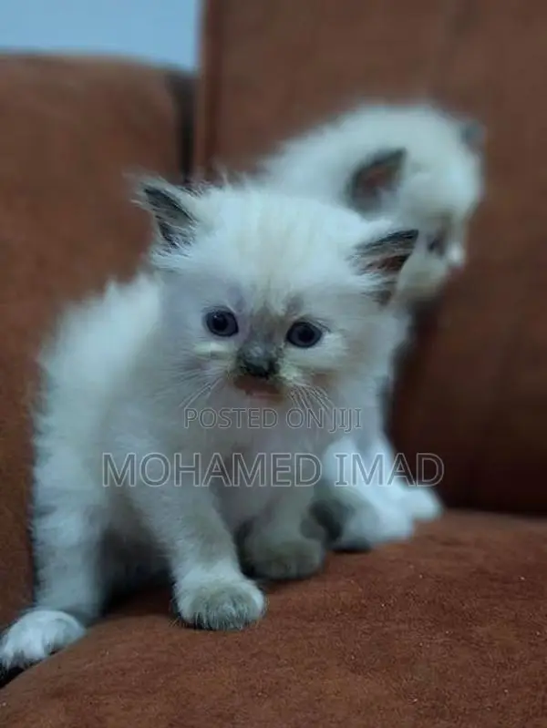 Persian Kittens