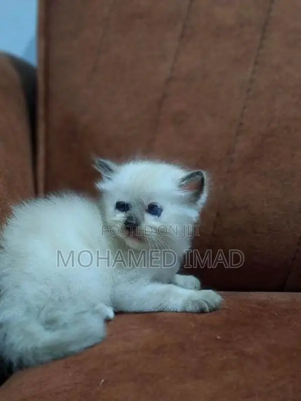 Persian Kittens