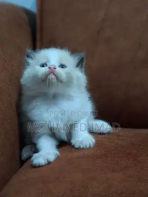 Persian Kittens