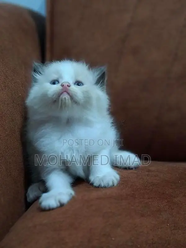 Persian Kittens
