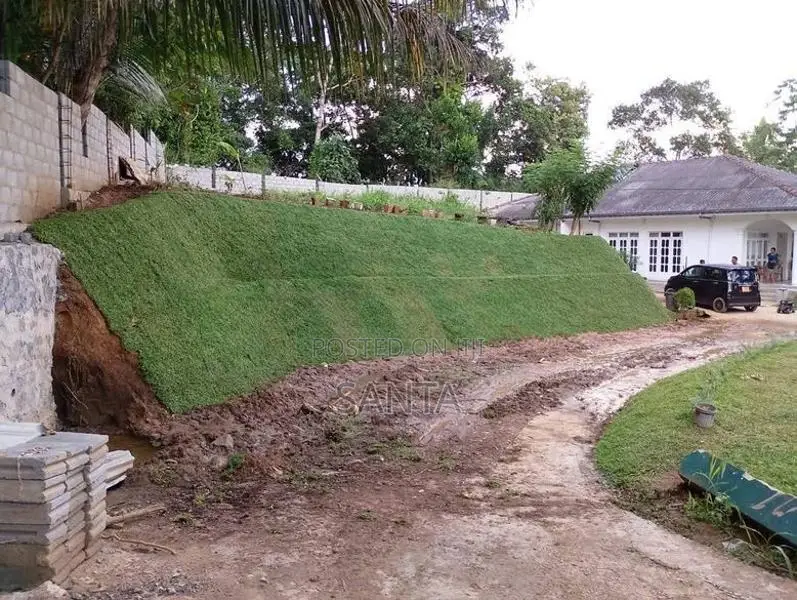 Malaysian Grass
