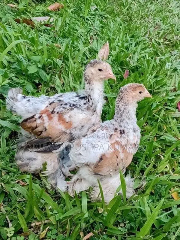 Brahma Chicks