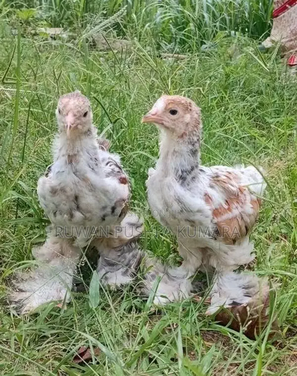 Brahma Chicks
