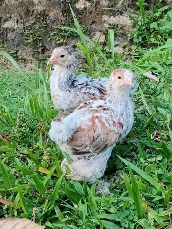 Brahma Chicks