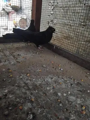 Pigeons