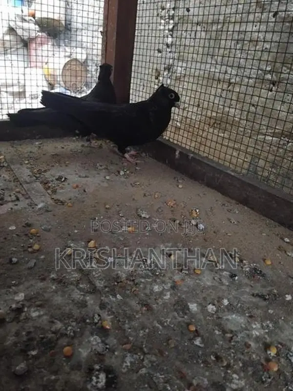Pigeons
