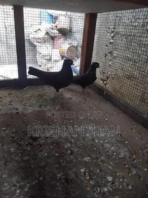 Pigeons