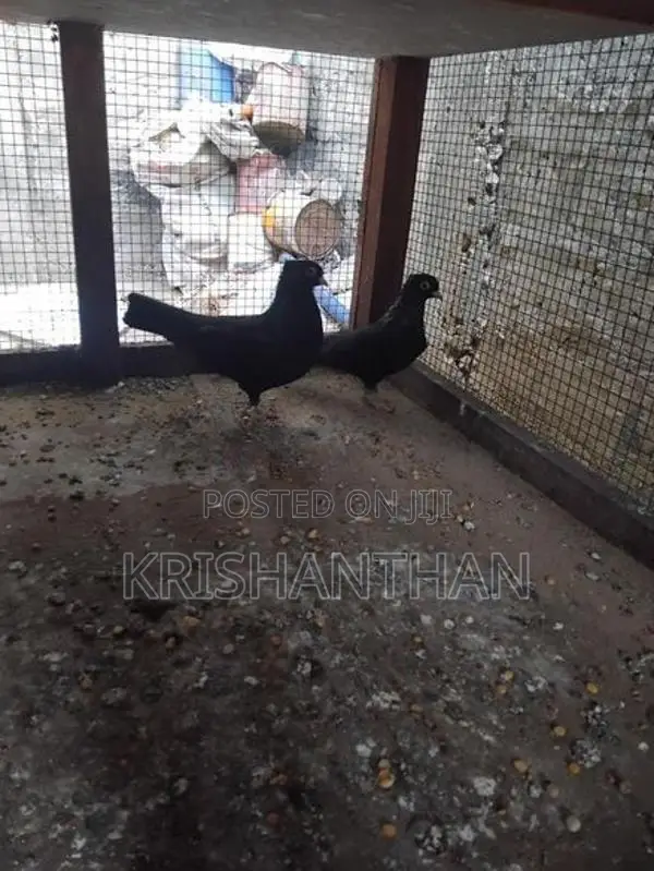 Pigeons