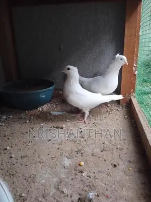 Pigeons