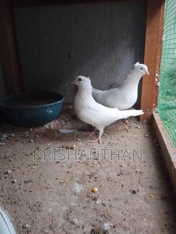 Pigeons