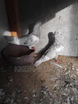 Pigeons