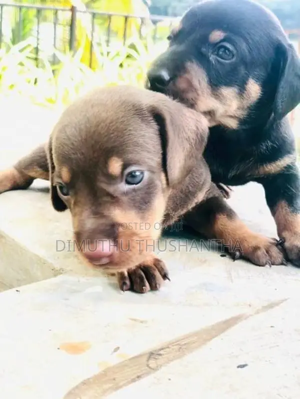 Dachshund Chocolate Brown Puppies