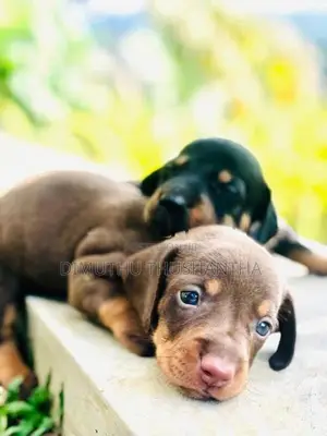 Dachshund Chocolate Brown Puppies