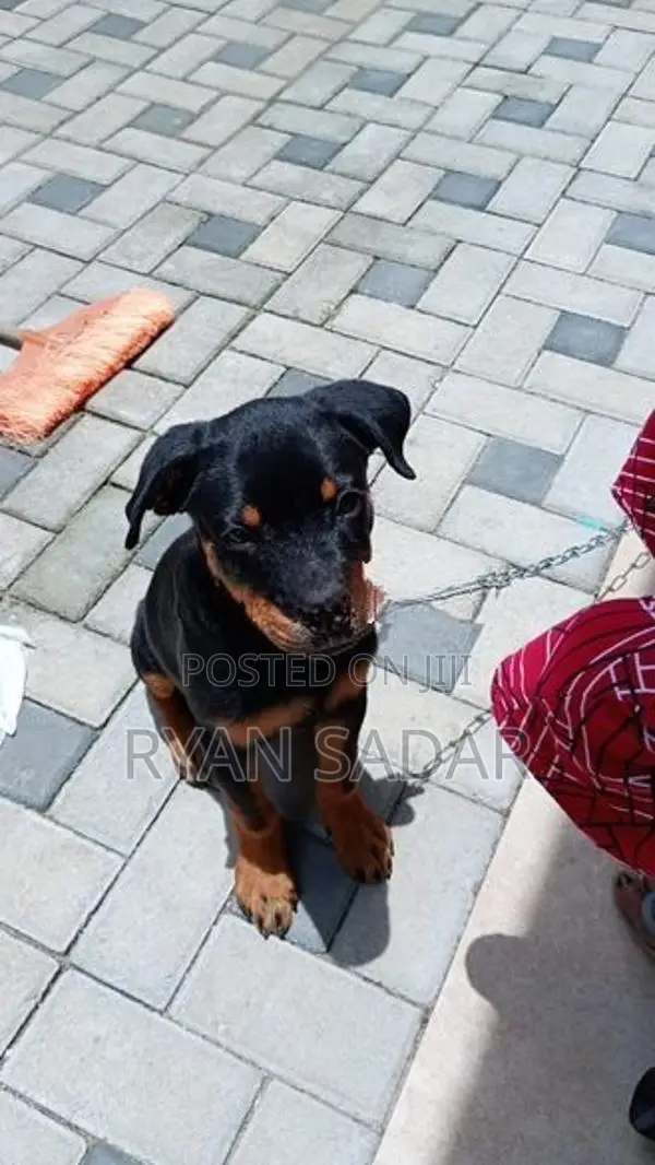 Rottweiler Puppy