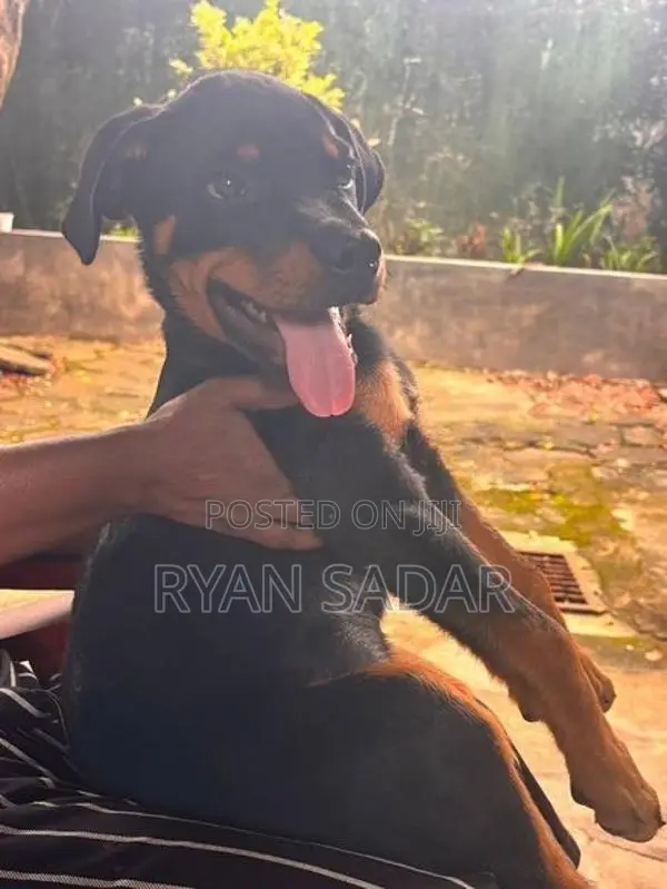 Rottweiler Puppy