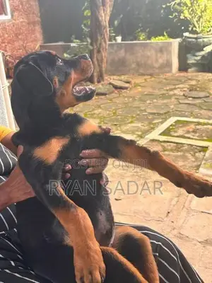 Rottweiler Puppy