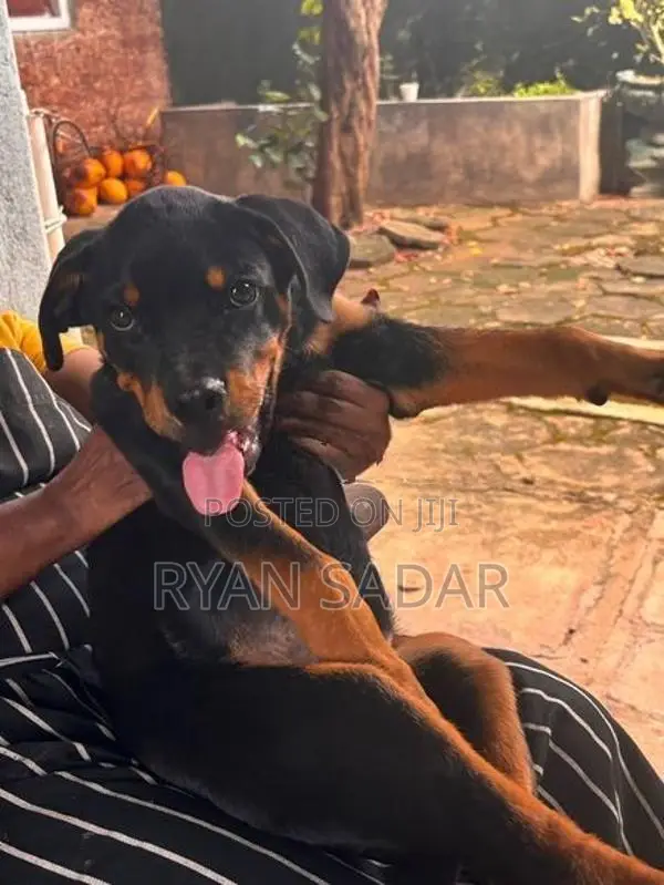 Rottweiler Puppy