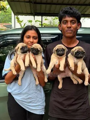 Pug Puppies