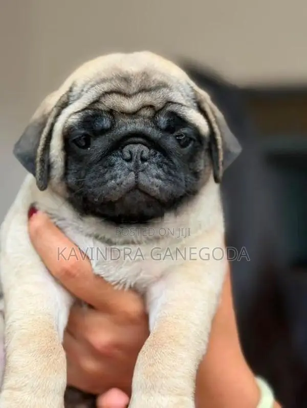 Pug Puppies