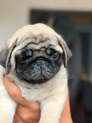 Pug Puppies