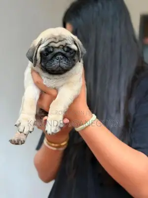 Pug Puppies
