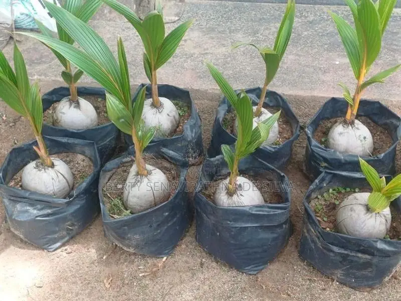 රන්තැඹිලි පැළ