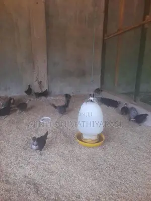 1 1/2 மாத ஊர் கோழிகுஞ்சு