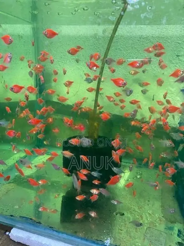 Glow Tetra
