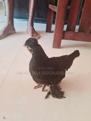 Bantam Chicks