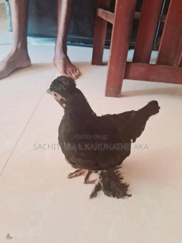 Bantam Chicks
