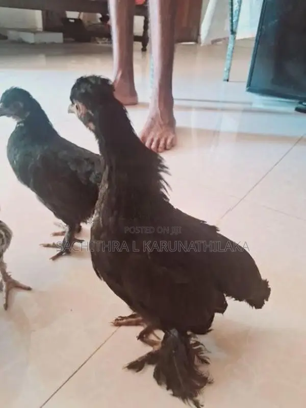 Bantam Chicks