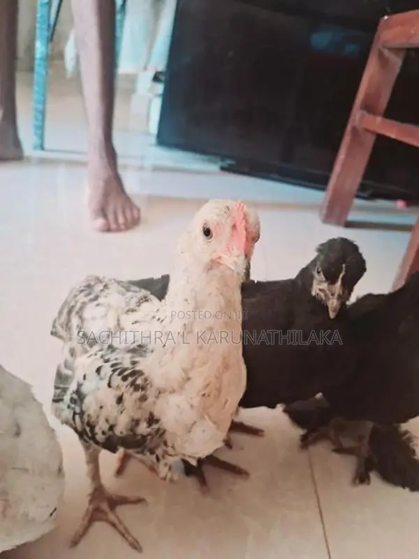 Bantam Chicks