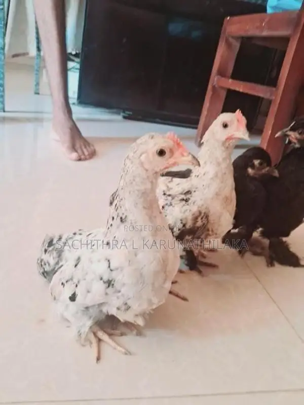 Bantam Chicks
