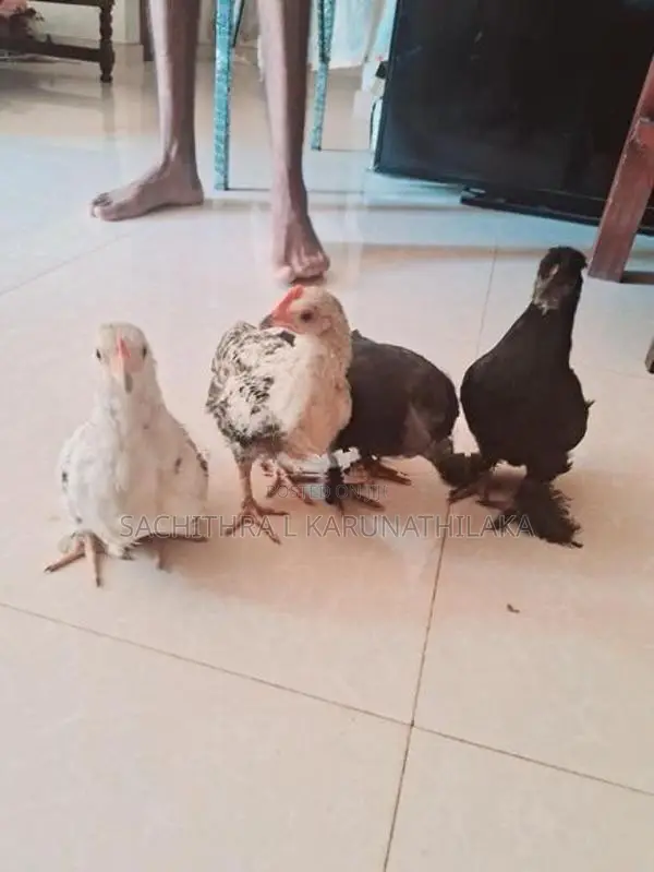 Bantam Chicks