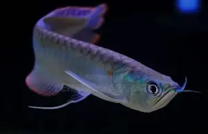 Silver Arowana