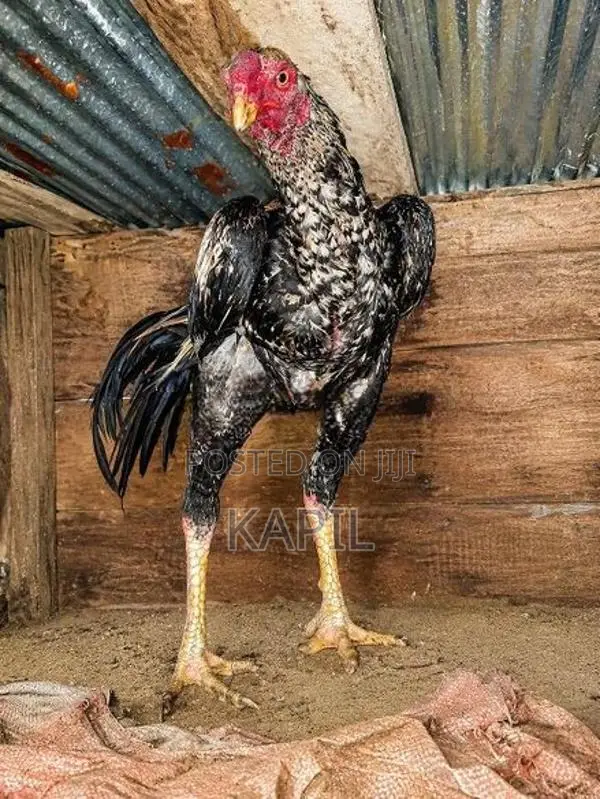 மண்டூர் போர்க்கோழி உயரிய வர்க்கம்