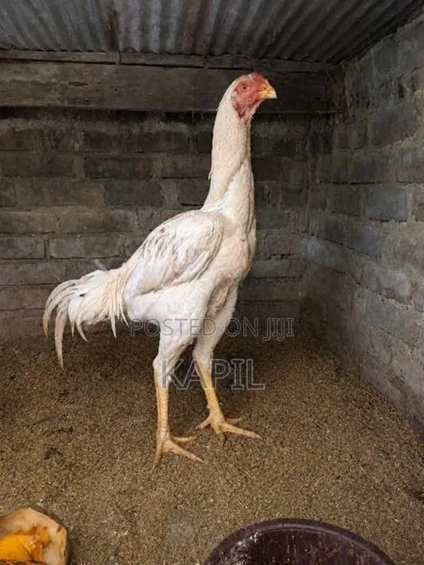 விற்பனைக்கு உயரிய வர்க்கம்