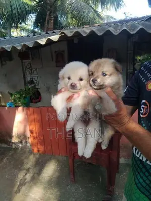 Lion Pomeranian