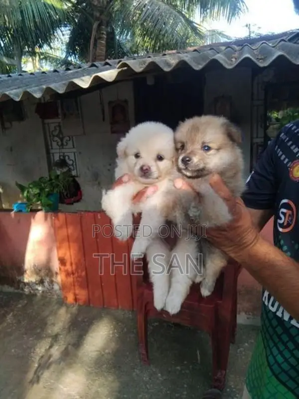 Lion Pomeranian