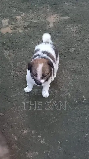 Lion Pomeranian